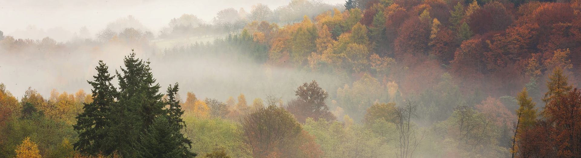 Sponsor Dependent Children to Canada